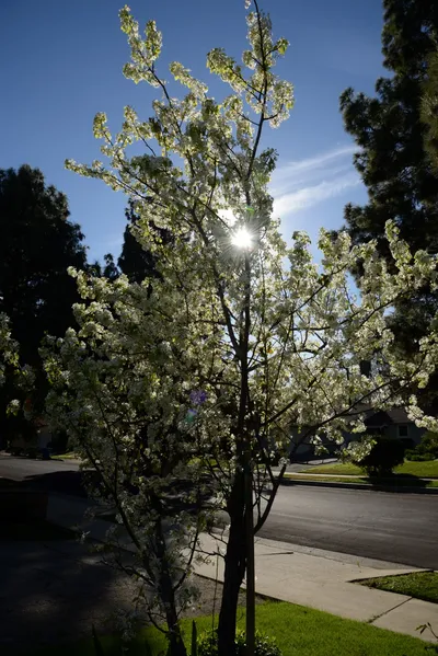 DSC_1176 (Large).JPG